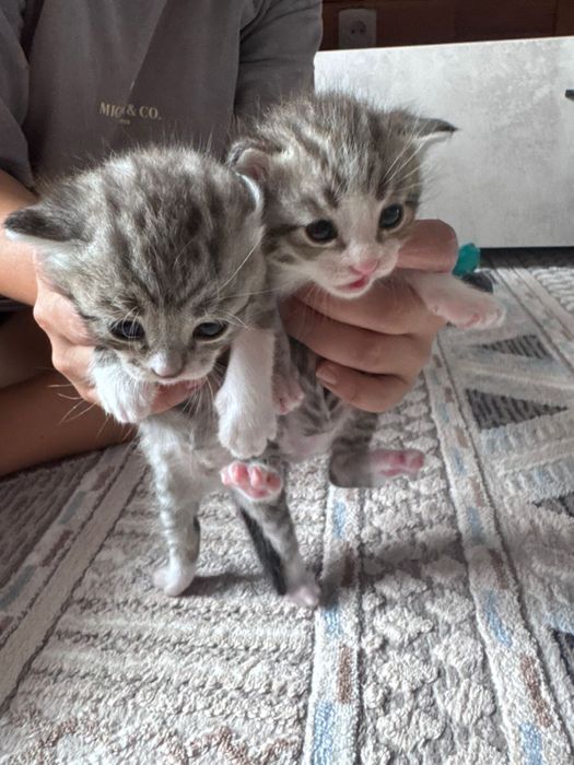 Отдам котят красивых и милых
