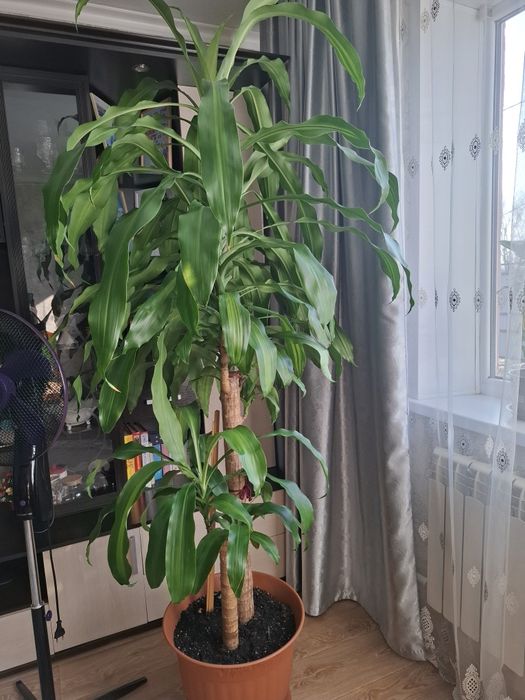 Декоративное дерево пальма