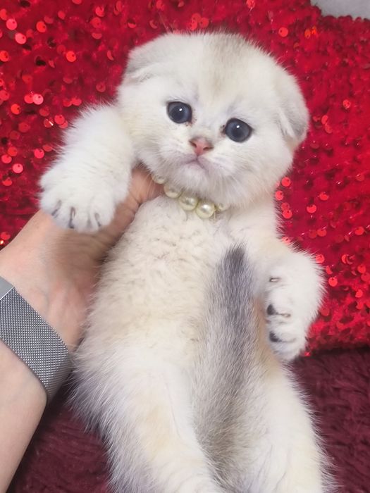 Котята чистокровные