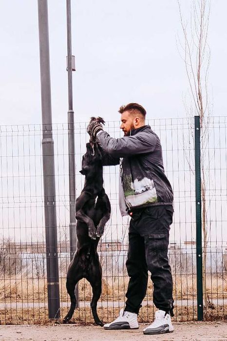 Кане Корсо кабель