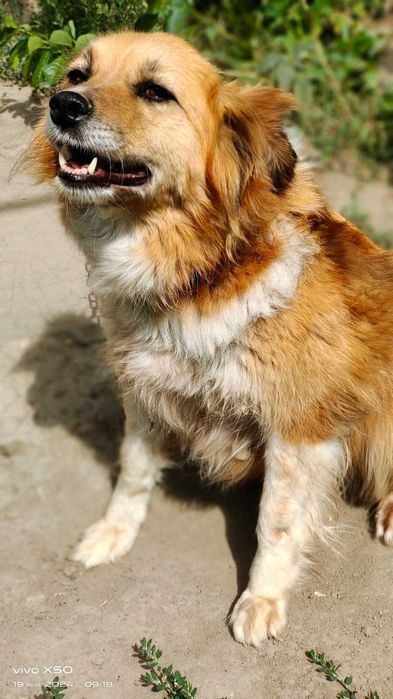 отдам собаку (девочка) стерилизована