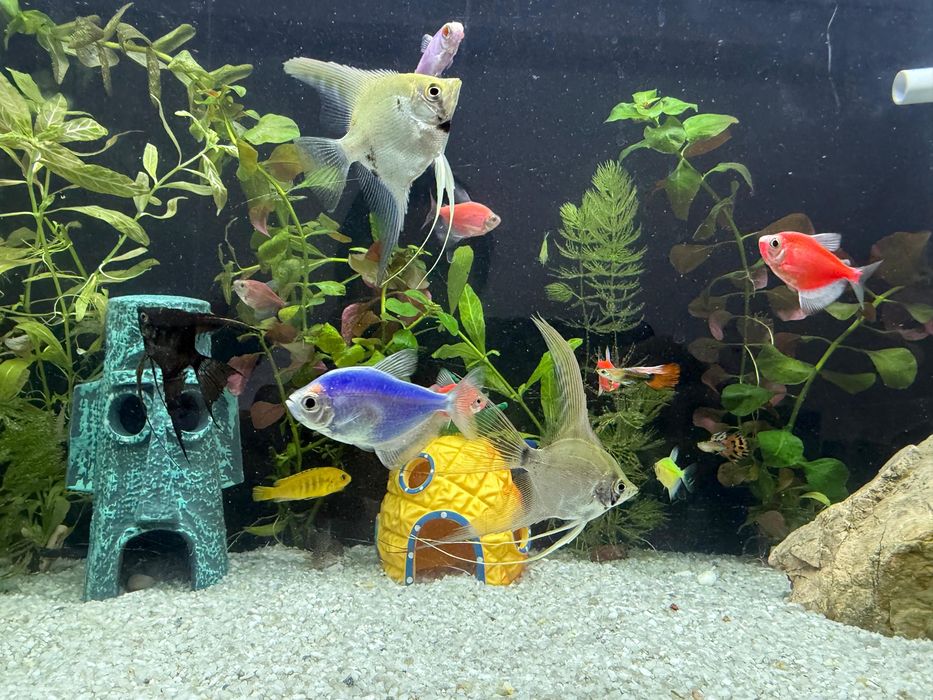 Рыбки, Аквариум