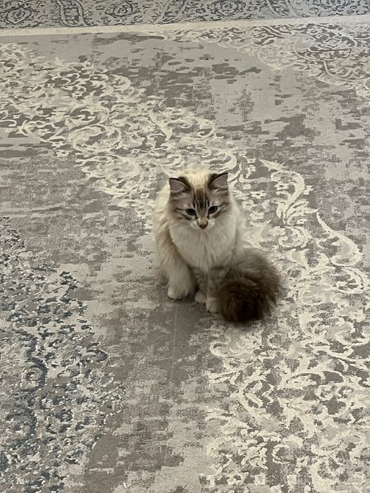 срочно продаю кошку