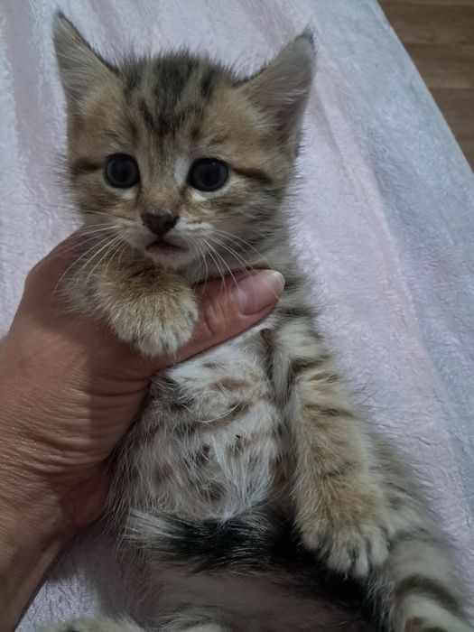 Котята девочки тигровый окрас 3 тыс цена