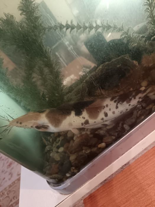 Продам Сом Клариус тигровый