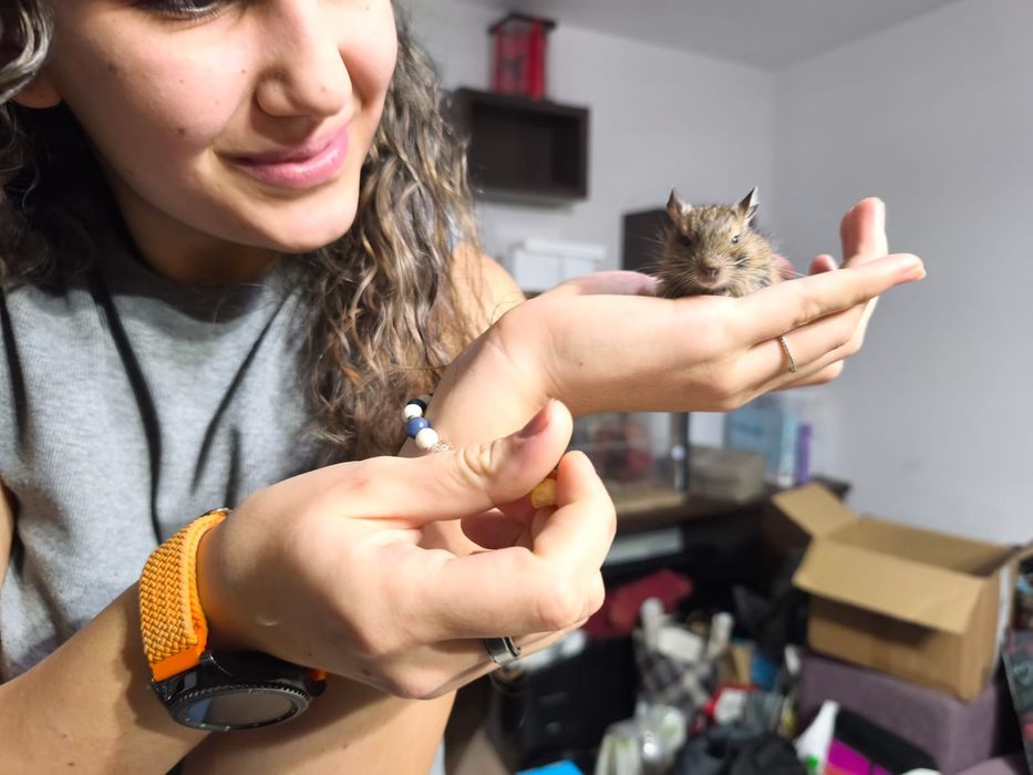 Pui de veverițe degu