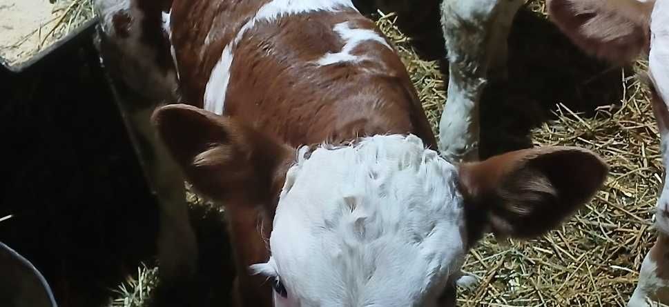 Vitei sugari de vanzare