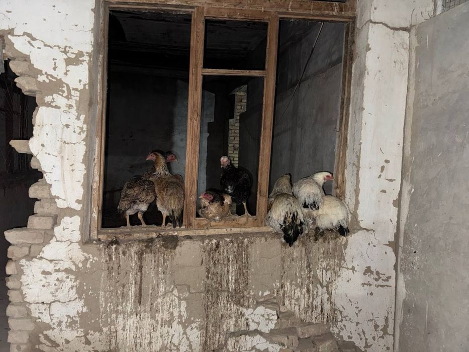 Куры несушки молодые