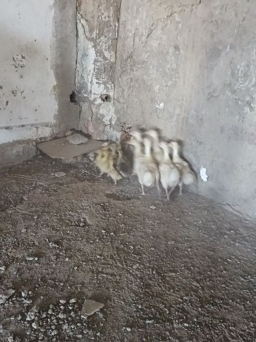 Қаз балапандары сатылады