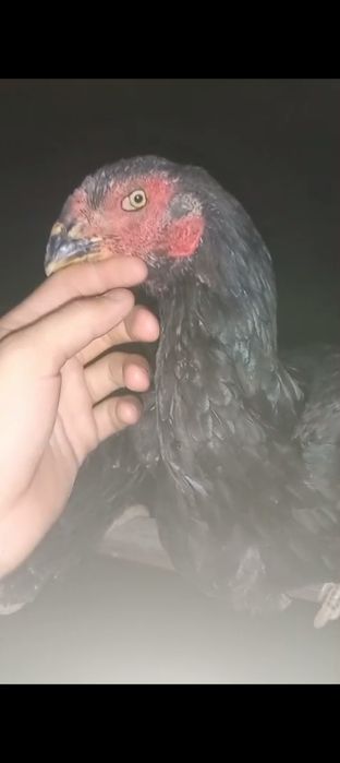 Вьетнам Кәріс микс тауық