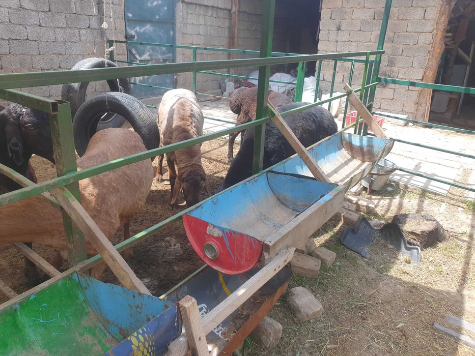 Qurbonlik  qo‘chqorlar sotiladi! ​: Tirik vazni 75-80 kg atrofida.