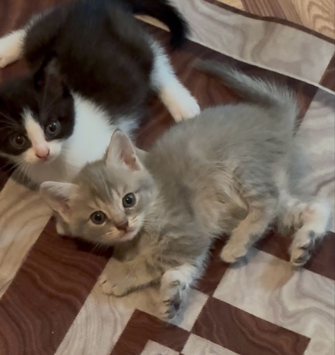 Отдам котят в добрые руки