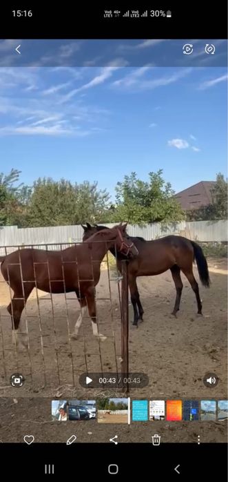 1.5 лет чк агылшын