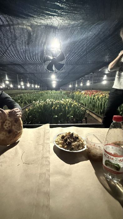 Тюльпан крупный.