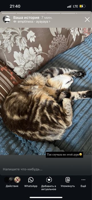 Одам кошечку в хорошие руки