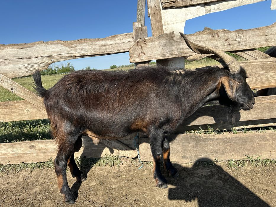 Țap alpin francez