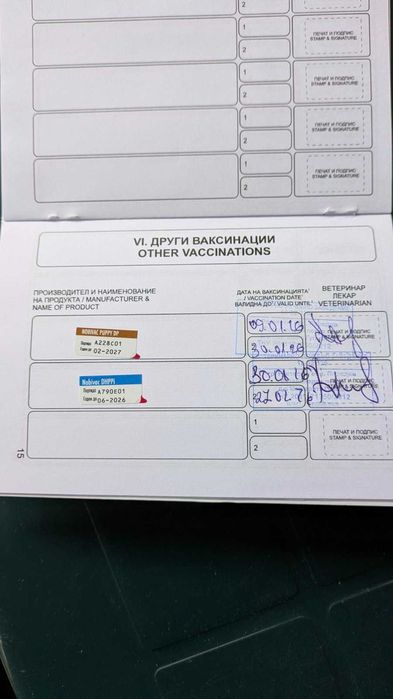 Продавам мини йорки ,черни перли - две момчета.