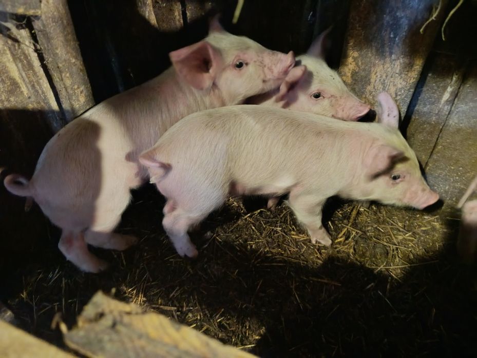 Продам месячных поросят