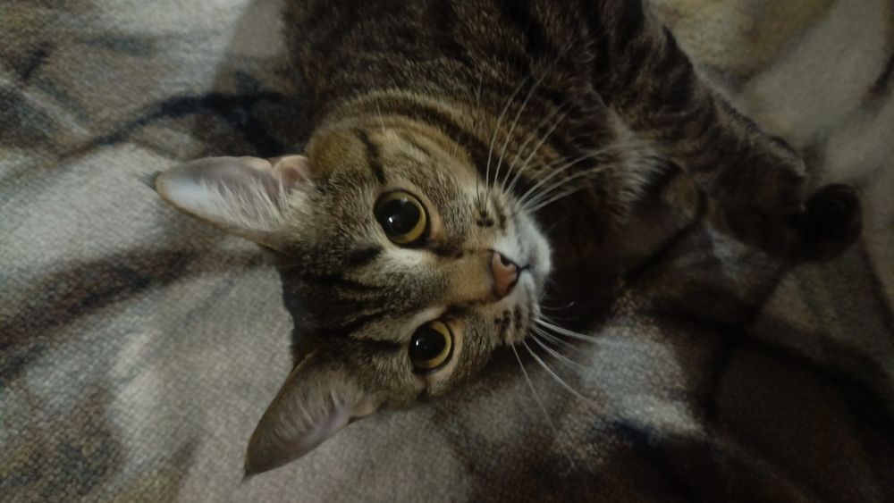 Отдам в хорошие руки