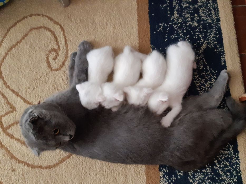 Шатланская парода