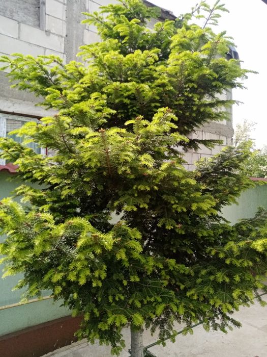 Sirop de mugur de brad la 1 litru