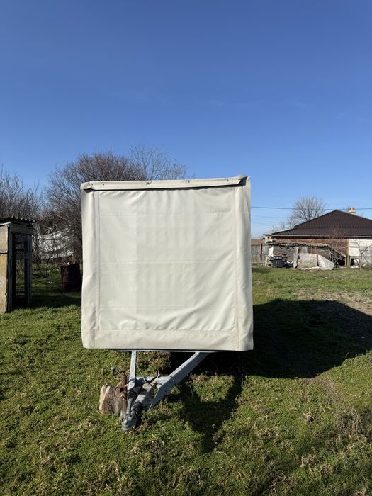 32 familii de albine isi cauta casa noua