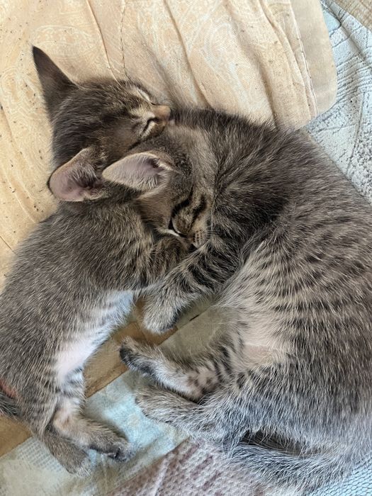 Отдам котят в хорошие руку