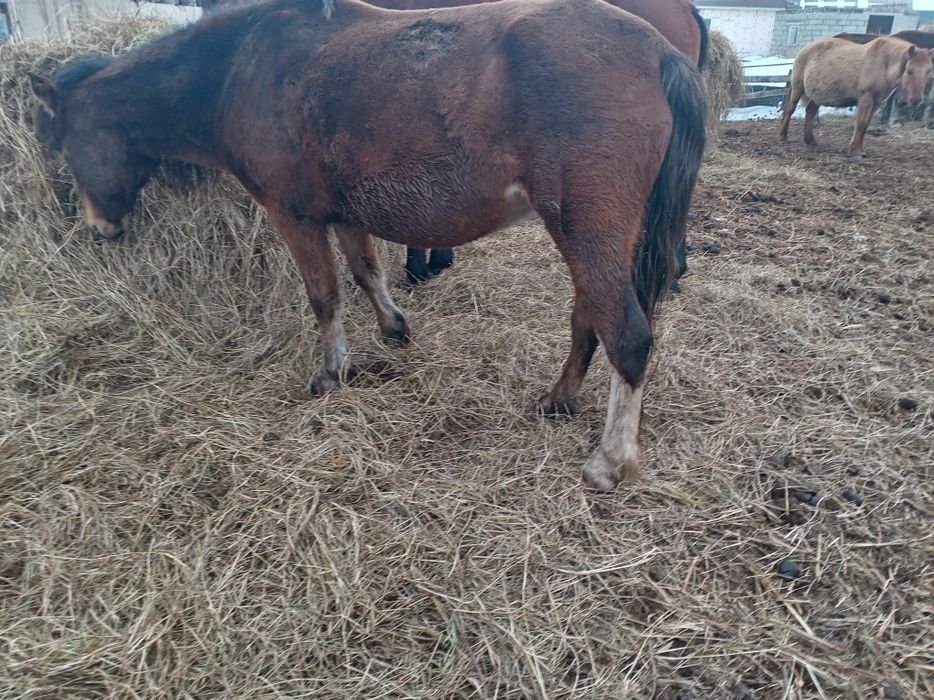 Продам қабыл яловую