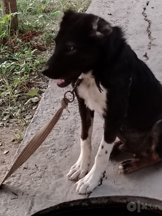 Bo'ri bosar sotiladi