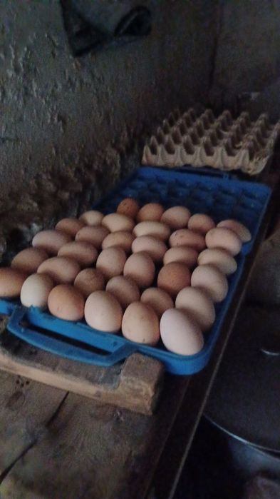 Qora shagzoda jojalar va tuxumlar