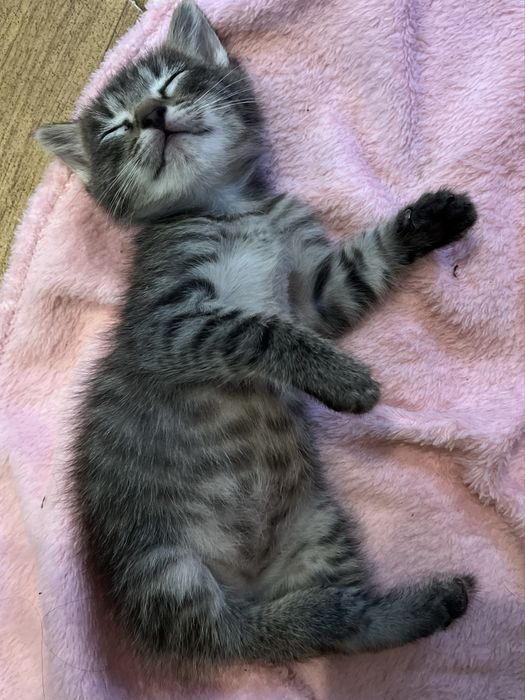Котенок девочка 1,5 месяца