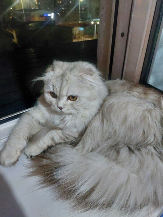 Шотландский висоухо