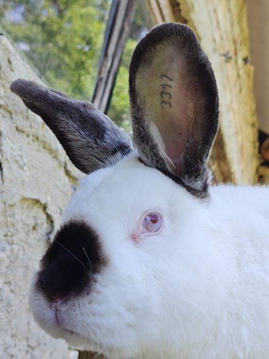 Калифорнийски зайци и други