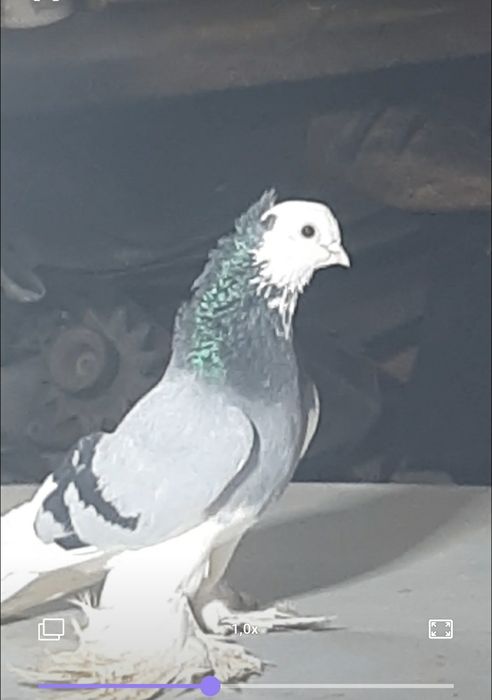 Голуби сизолысые чубатые