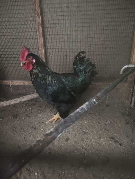 Хурозла сотилади 6 7 ойли