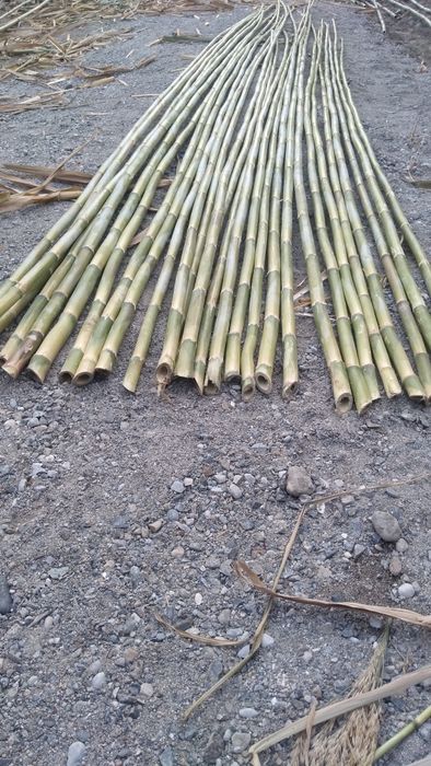 Bambuk sotiladi narxini kelishamiz