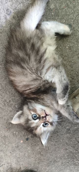 Отдам котят в хорошие руки