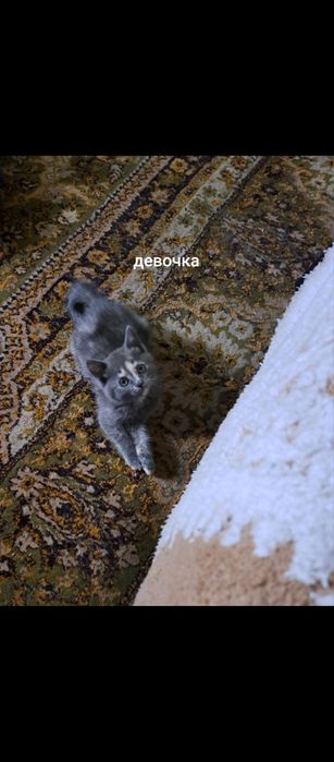 Милые Котята,даром