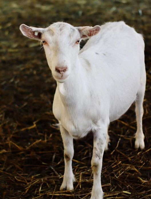 Capre rasă pură sannen