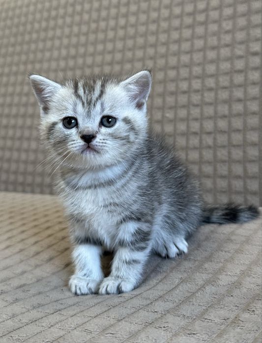 Шотландский котенок