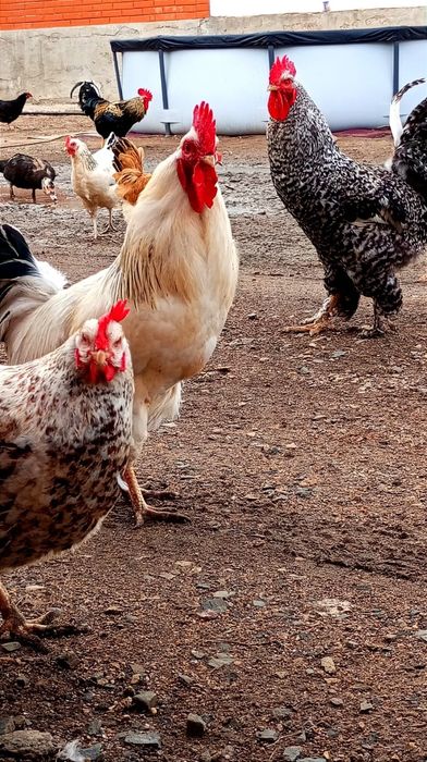 Продам домашних курей.