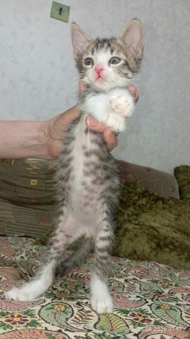 Срочно отдам котёнка в добрые руки
