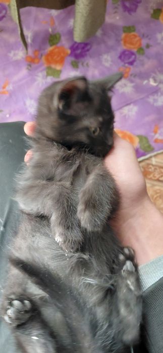 Отдам котенка в добрые руки