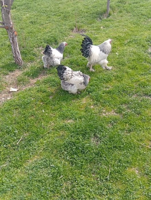 Broma Tuxumlari sotiladi 15 ming joʻjasiga zakas olamiz