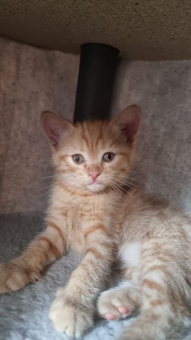 Котенок 2 месяца