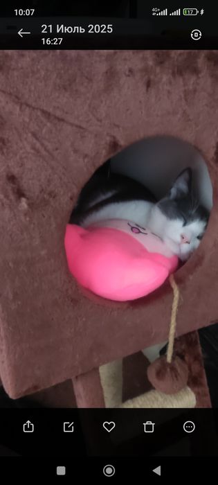 Потерялся котенок