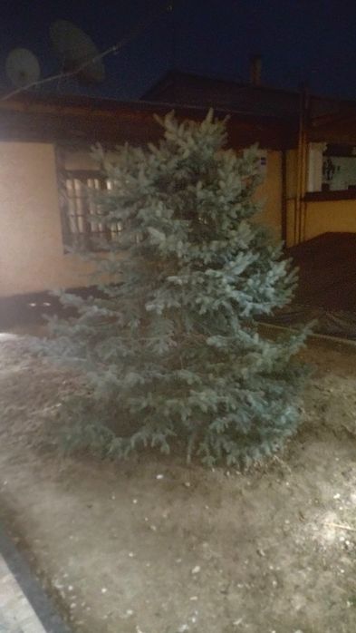 Елка прадаетция хароши