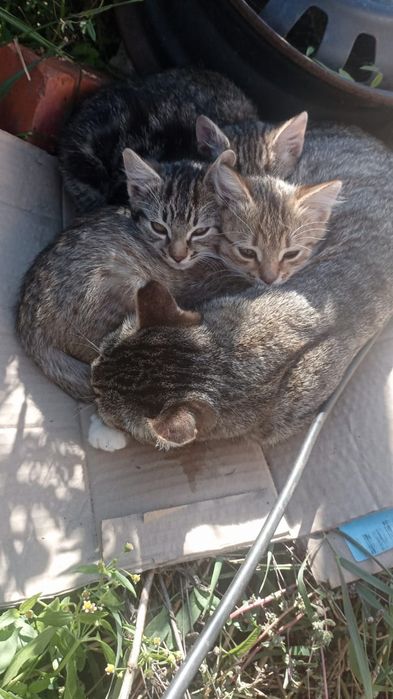 Отдам котят бесплатно