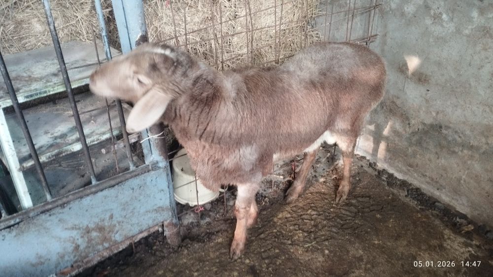 Qo'chqor arashan sotiladi