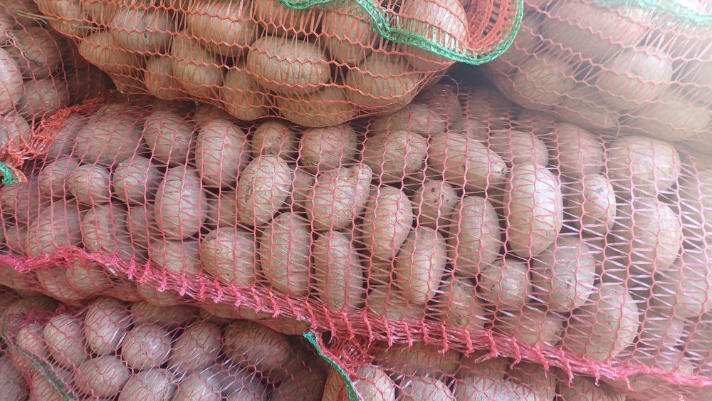 Cartofi de consum și sămânță